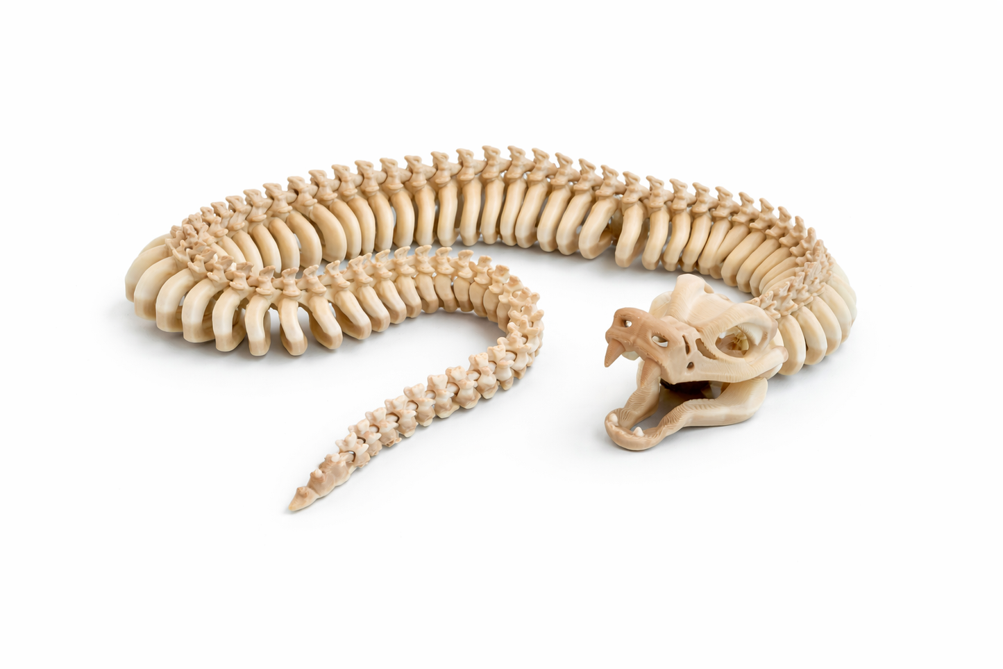 Snake Skelly