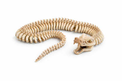 Snake Skelly