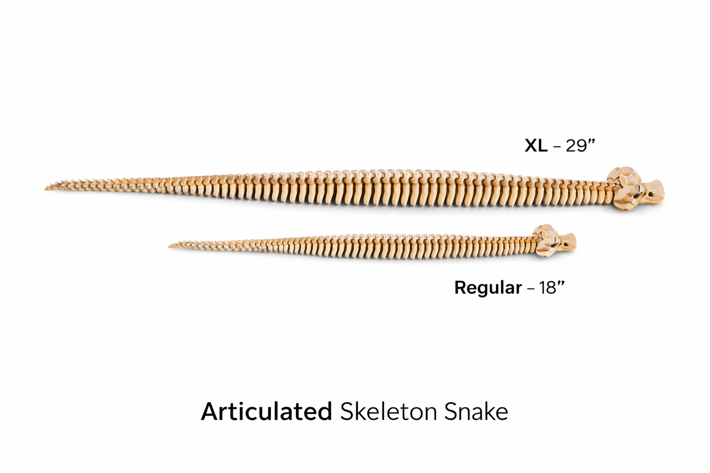 Snake Skelly